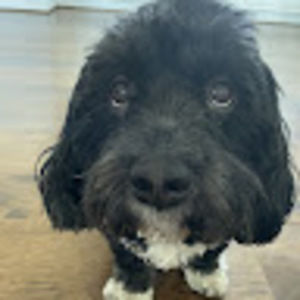 Meet your Posher, Annabelle